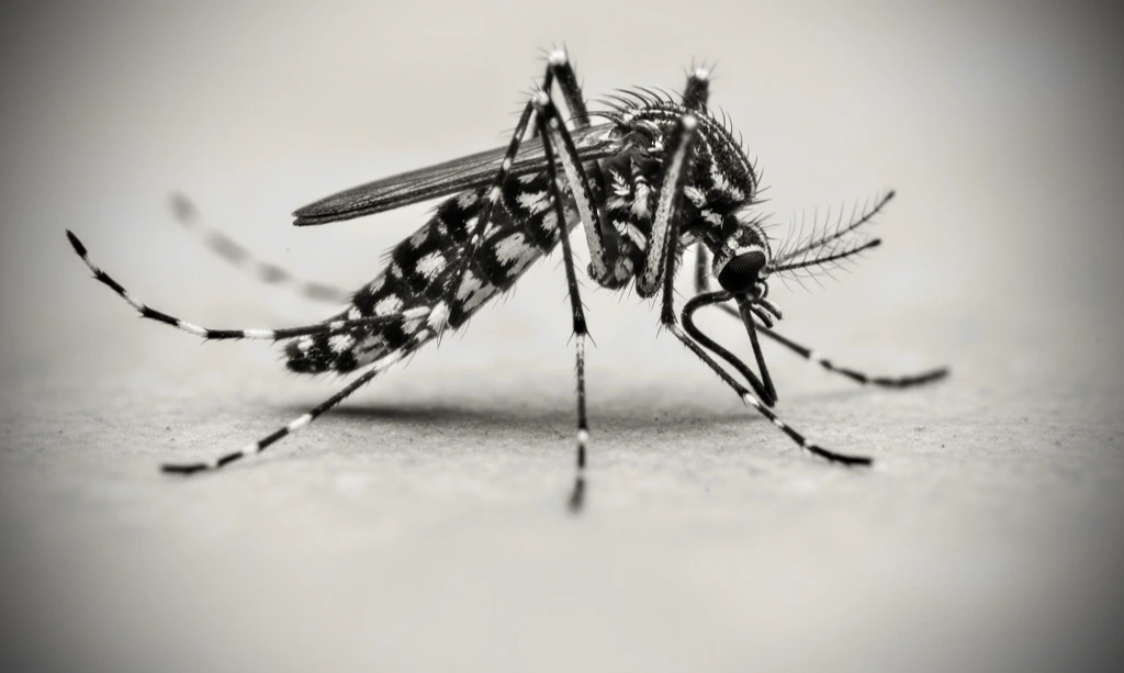 Aedes aegypti mosquito carrying Dengue virus