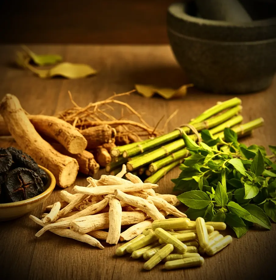 Ayurvedic herbs for immunity booster like Tulsi Amla Giloy Ashwagandha shatawari shwet musali